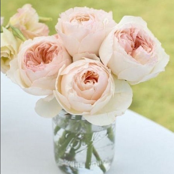 blush__peonies